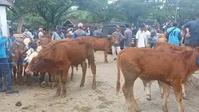 Antisipasi Penyakit Pengawasan Lalu Lintas Ternak di Banyuwangi Diperketat