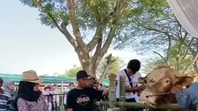 Banyuwangi Livestock Contest, Pamerkan Ratusan Ternak Unggulan