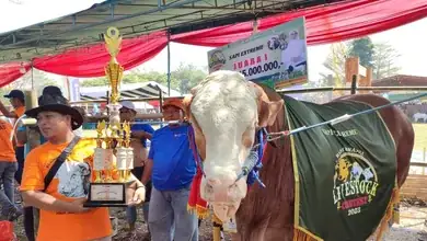 Seekor Sapi Jenis Simental Berbobot 1,136 ton Curi Perhatian Pengunjung