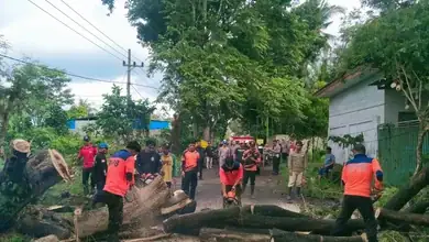 Pohon Rawan Tumbang Area Perkotaan, BPBD Banyuwangi Siap Siaga