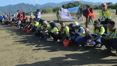Peringati Hari Konservasi Alam Nasional, PT BSI Lepas Tukik di Pantai Muara Mbaduk