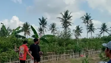 Petani Ditemukan Meninggal Dunia Di Area Persawahan