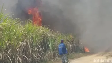 Debu Pembakaran Kebun Tebu Milik PTPN VII Cinta Manis Dikeluhkan Warga