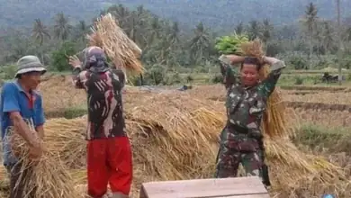 Tingkatkan Ketahanan Pangan, Babinsa Kodim 0421/LS Turun Ke Sawah Bantu Petani