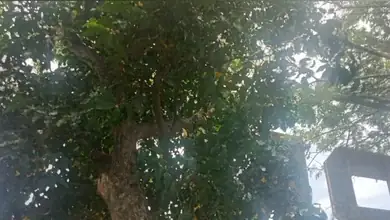 7 Manfaat Pohon Maja. Ada Di Ruang Terbuka Taman Kota Toboko. Kota Ternate.