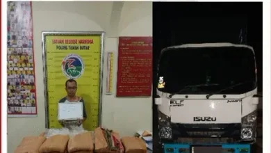 Tim Tarantula Polres Tanah Datar Gagalkan Upaya Penyelundupan Ganja Antar Pulau.