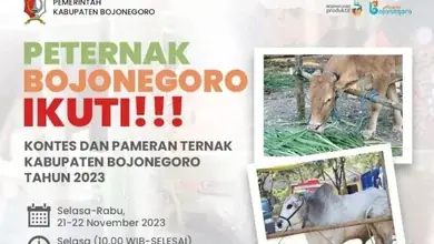 Pemkab Bojonegoro Akan Gelar Kontes dan Pameran Ternak Sapi, Dorong Pengembangkan Peternakan Modern