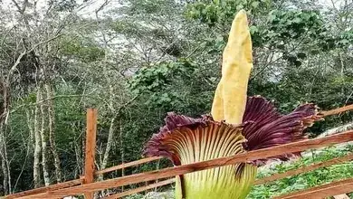 Bunga Bangkai Nagari Lintou Buo