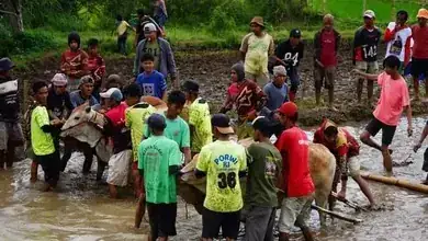 Alek Pacu Jawi Resmi di Tutup Bupati Tanah Datar
