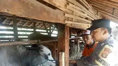 pencurian ternak idul adha