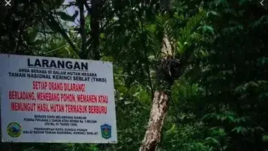 Kepolisian TNKS Dan Aparat Keamanan Akan Tertibkan Para Perambah Hutan Lindung Dan Pendatang Gelap Di Desa Tik Kuto Dalam Waktu Dekat