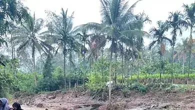 Yonnarlis Apresiasi Semangat Gotong Royong Warga Subarang Luak Bangun Jembatan Darurat