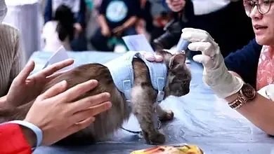 Dalam Rangka Memperingati World Rabies Day, Pemkab Tanah Datar Gelar Vaksinasi Rabies Gratis