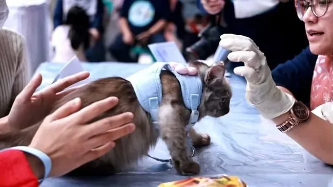 Dalam Rangka Memperingati World Rabies Day, Pemkab Tanah Datar Gelar Vaksinasi Rabies Gratis