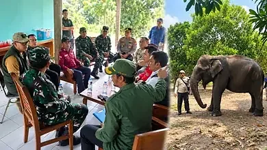Menhut Raja Juli Antoni Perkuat Penanganan Karhutla Padang Sugihan, 29 Gajah Sumatra Terpantau Sehat